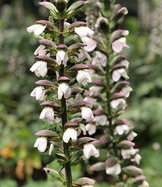 Acanthus mollis